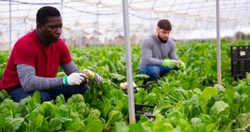 Indoor Farming: Technik, Marge und Geschäftsmodell ( Foto: Adobe Stock - JackF )