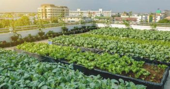 Urban Farming: Technik, Geschäftsmodell, Probleme ( Foto: Adobe Stock - ball141030_)